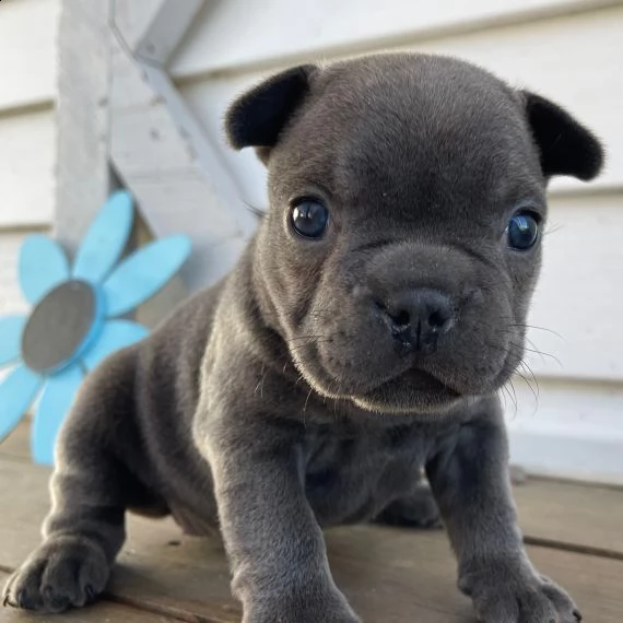 regalo cuccioli di cane a bulldog francese