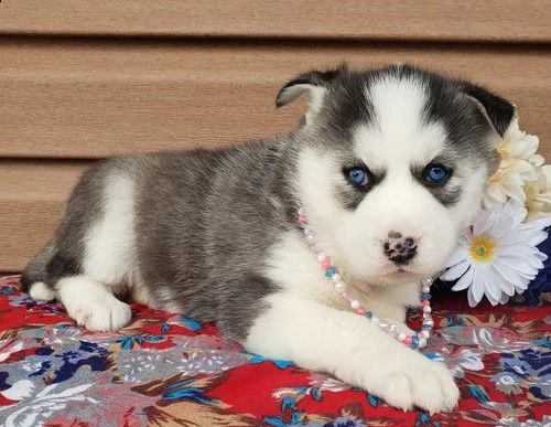 cuccioli di husky siberiano di razza pura