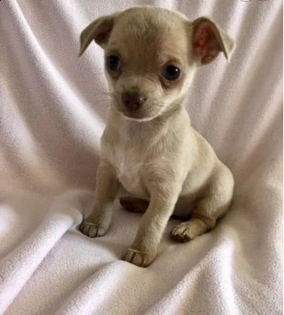 cuccioli di chihuahua per re-homing | Foto 0