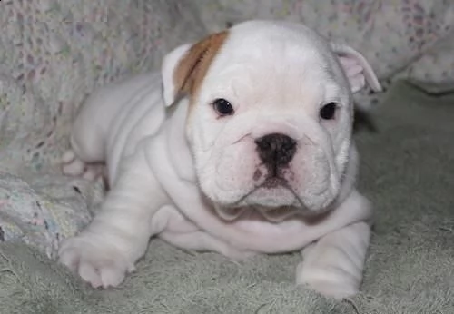 cuccioli di bulldog inglese in adozione | Foto 0
