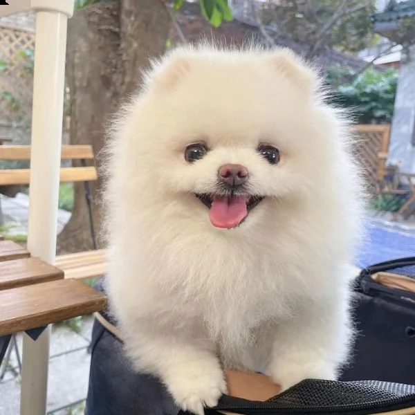 simpatici e adorabili pomeranin (+393509706299)
