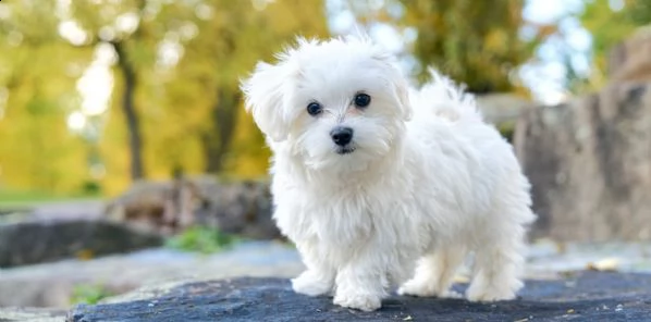  due cuccioli maltesi bianchi in regalo