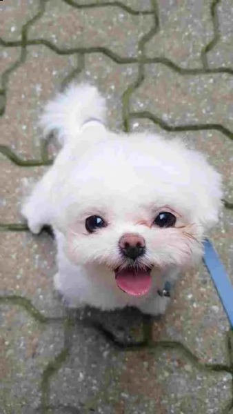  adozione gratuita del cucciolo di spitz maltese