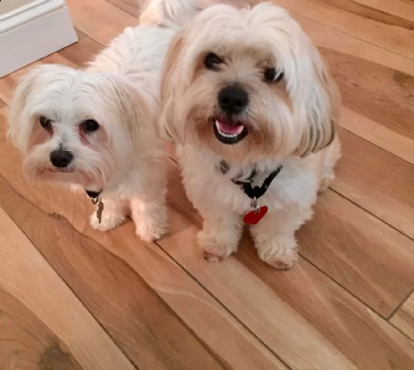 cucciolo maltese regalo da un privato a qualsiasi buona casa interessata