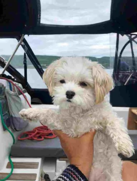 regalo di cucciolo maltese da un privato a qualsiasi casa interessata