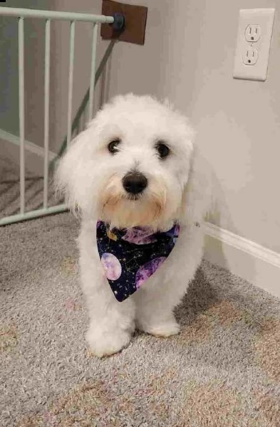  regalo cucciolo maltese per chiunque sia interessato