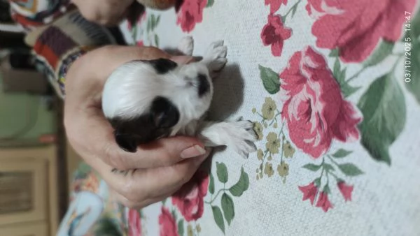 Cuccioli incrocio maltese -shitzu 