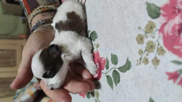 Cuccioli incrocio maltese -shitzu  | Foto 1