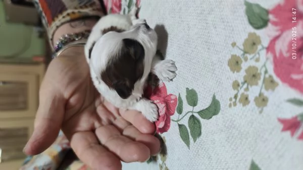 Cuccioli incrocio maltese -shitzu  | Foto 0