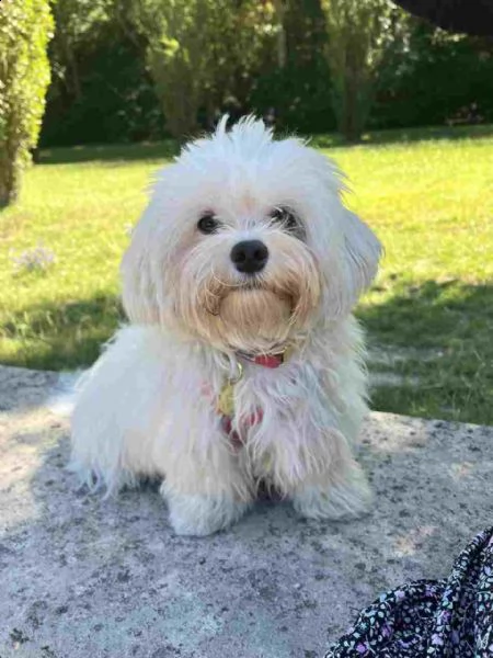 regalo di cucciolo maltese da un privato a qualsiasi casa interessata