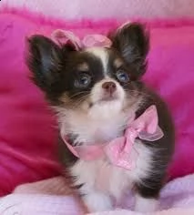   regalo cuccioli di chihuahua | Foto 0