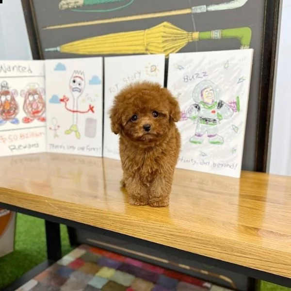 regalo barboncino cuccioli maschi e femmine di piccola