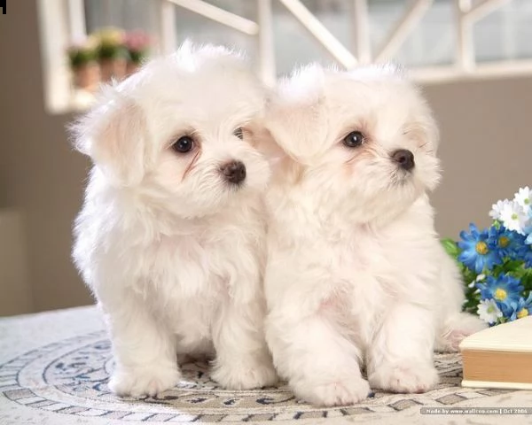 cucciolo maltese regalo da un privato a qualsiasi buona casa interessata