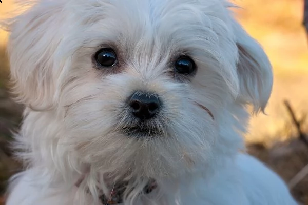 regalo di cucciolo maltese da un privato a qualsiasi casa interessata