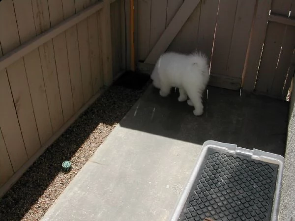 meravigliosa cucciolata di samoiedo | Foto 1