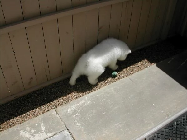 meravigliosa cucciolata di samoiedo | Foto 0
