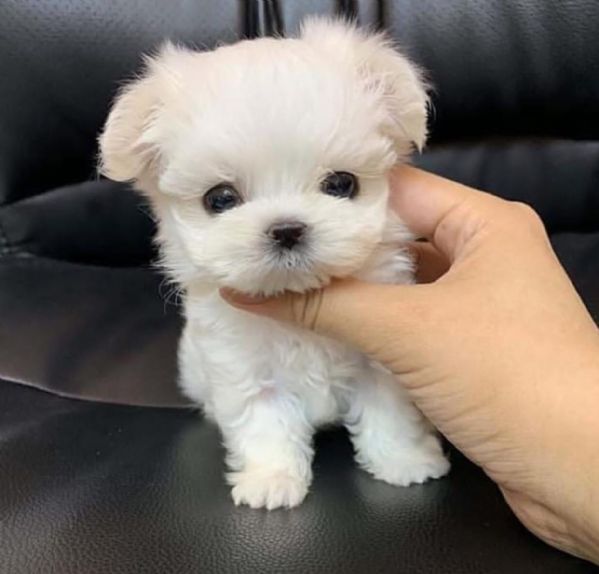 regalo maltese toy dolce”””””” | Foto 0