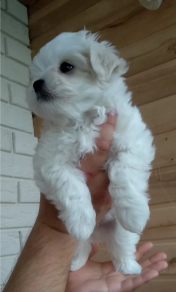 disponibile toy maltese mini toy regalo,,, 