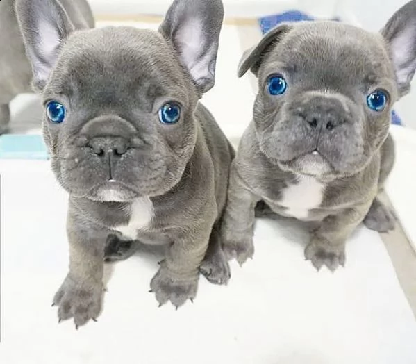 cuccioli di bulldog francese | Foto 0