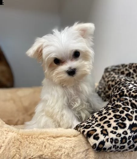 adozione gratuita del cucciolo di spitz maltese