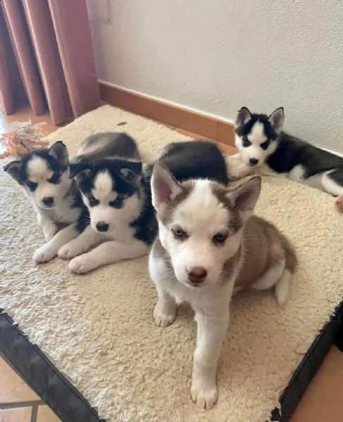 cuccioli di siberian husky per il reinserimento