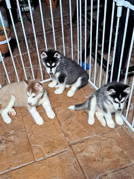 simpatici cuccioli di siberian husky per natale