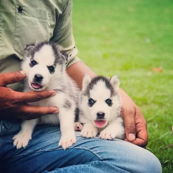 vendita cuccioli di siberian husky occhi azzurri | Foto 0