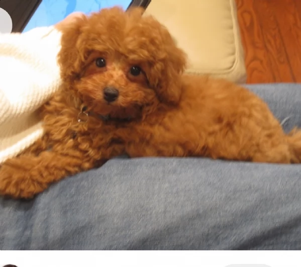 regalo barboncino toy ,,,,,, 