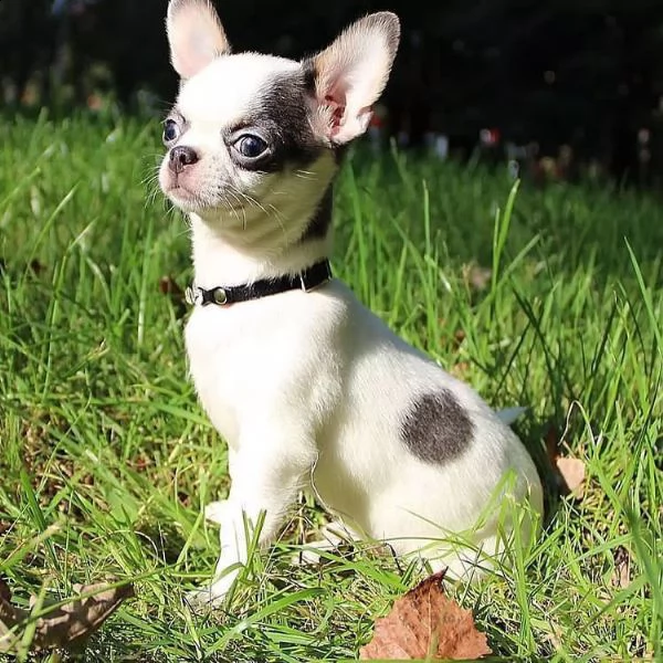chihuahua 