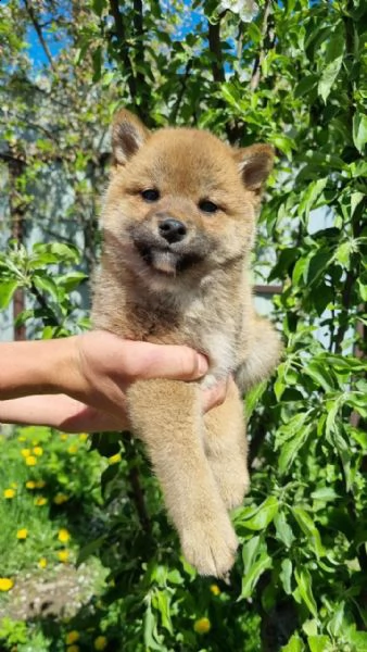 cucciolo di shiba inu