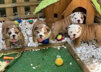 regalo cuccioli bulldog inglese per l'adozione