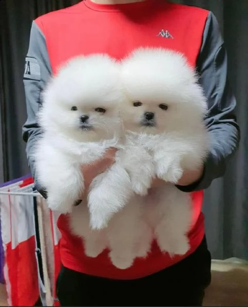 regalo maltese toy,,,,,,,  | Foto 0