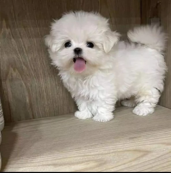 regalo maltese toy toy dolce,,,, 