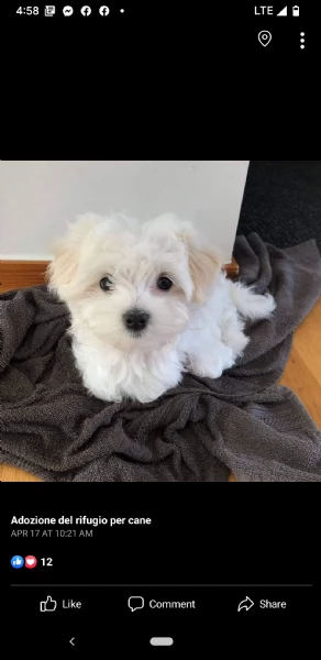 regalo maltese toy toy dolce,,,,  | Foto 0