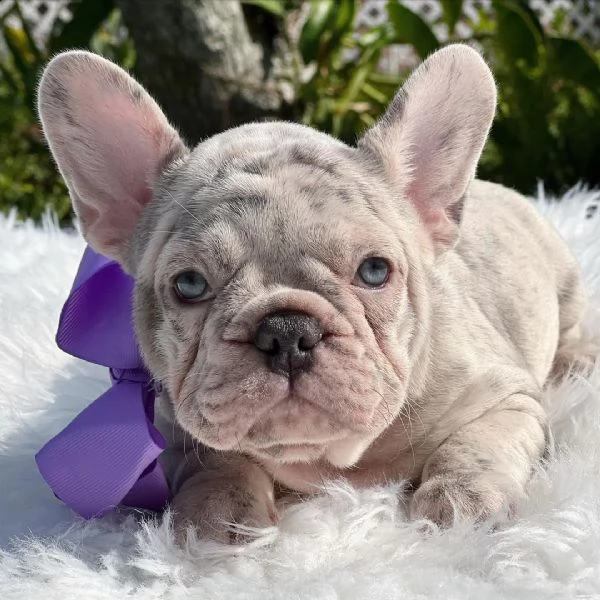 meraviglioso cucciolo di bulldog. helene cerca una famiglia per la vita.  | Foto 1