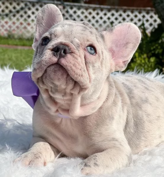 meraviglioso cucciolo di bulldog. helene cerca una famiglia per la vita.  | Foto 0