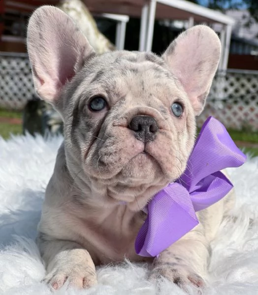 meraviglioso cucciolo di bulldog. helene cerca una famiglia per la vita. 