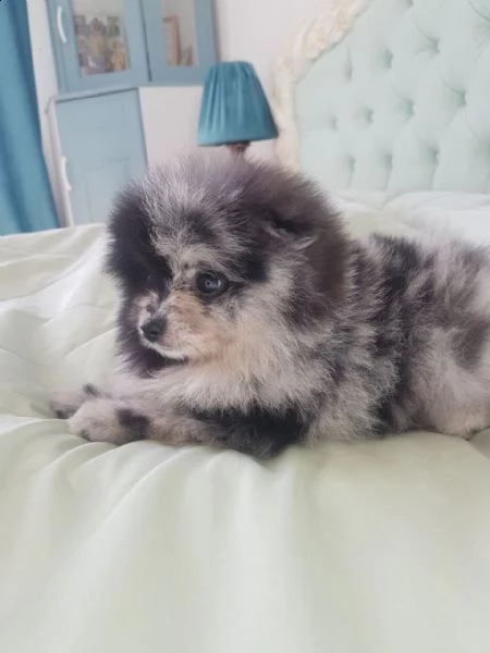 meraviglioso cucciolo di spitz blu merle