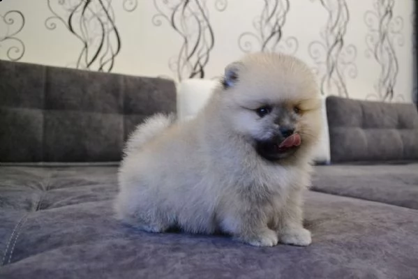 meraviglioso pomerania 