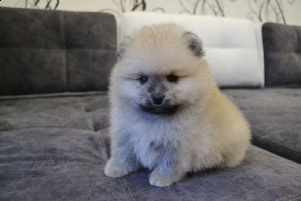 meraviglioso pomerania  | Foto 0