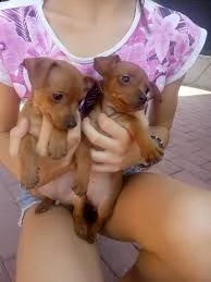 regalo cuccioli di pinscher