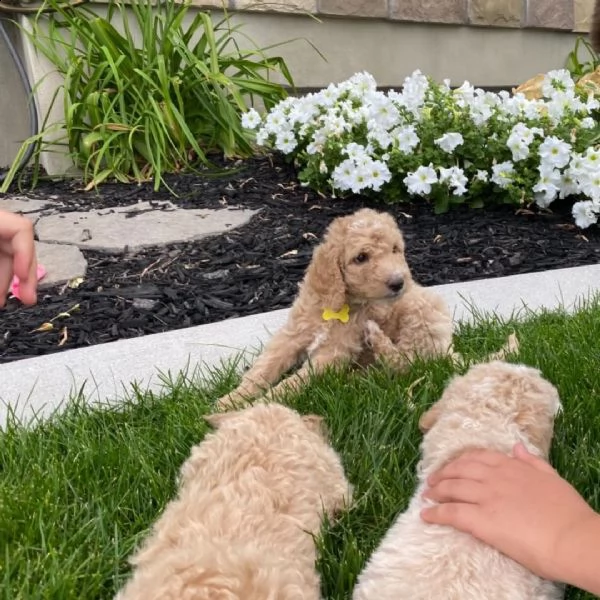cuccioli goldendoodle