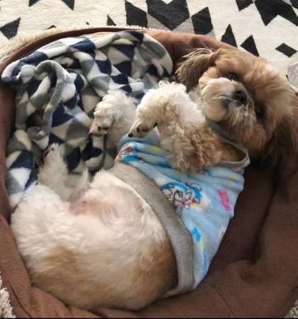 cuccioli di shih tzu