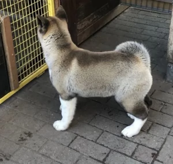 cucciolo di akita piuttosto americano | Foto 1
