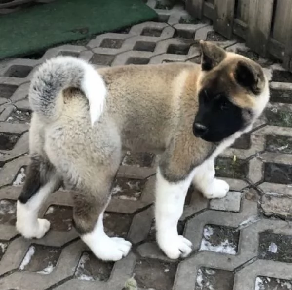 cucciolo di akita piuttosto americano | Foto 0