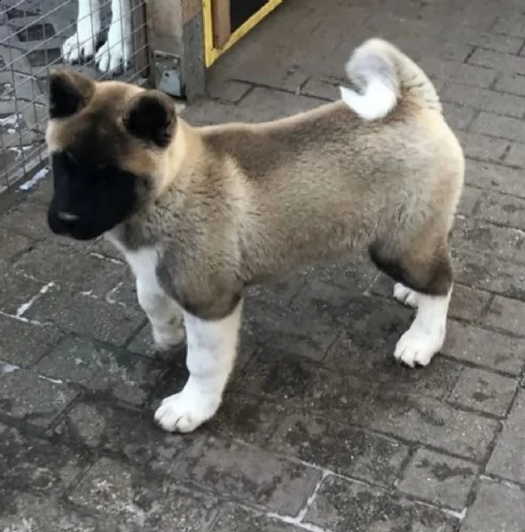 cucciolo di akita piuttosto americano