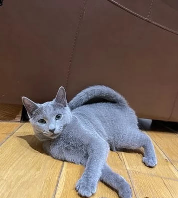 meravigliosi gattini blu di russia