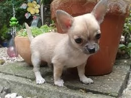   regalo cuccioli di chihuahua