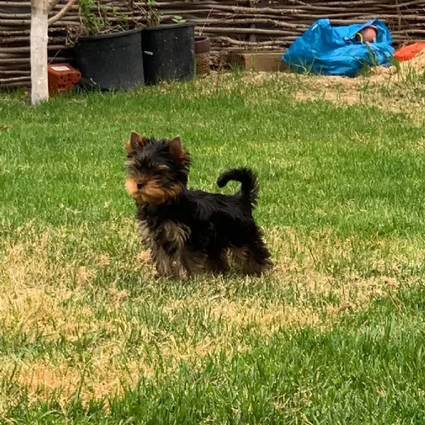 regalo cuccioli shih tzu avente : primi vaccini, passaporto, libretto sanitario, microchip. possibil