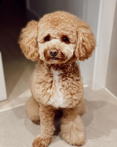 regali per cuccioli per natale per la famiglia per un nuovo anno.